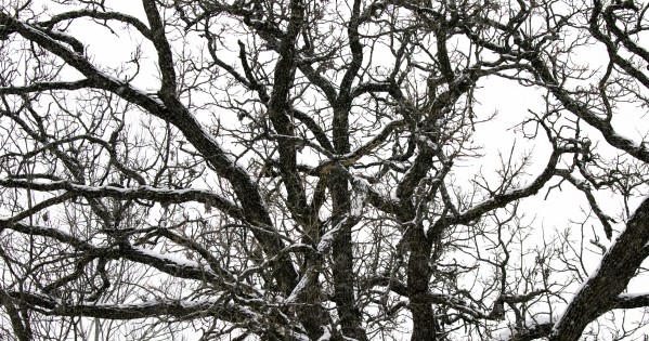 snowy tree by Joe Riederer